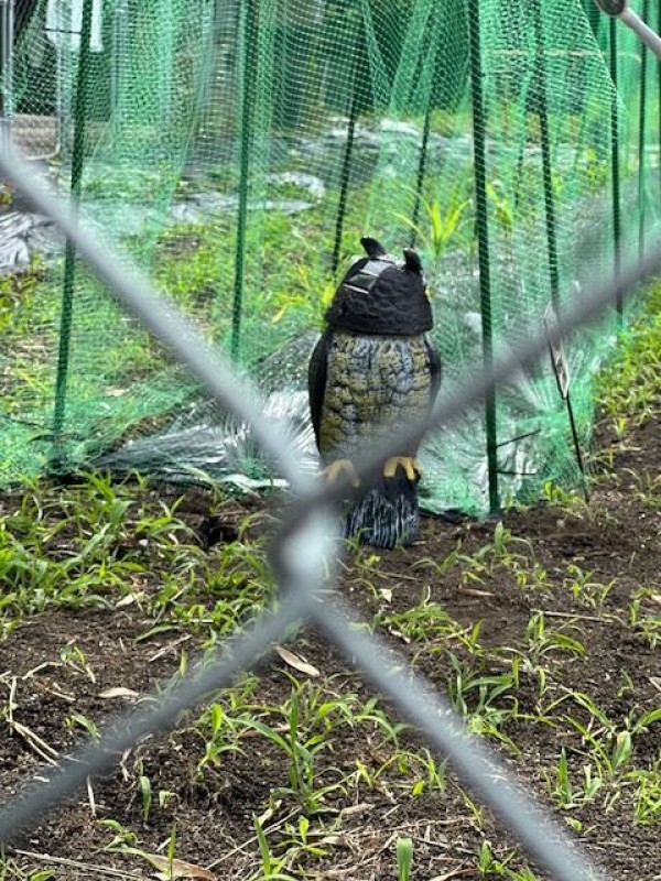 フクロウ兄弟、畑に降臨